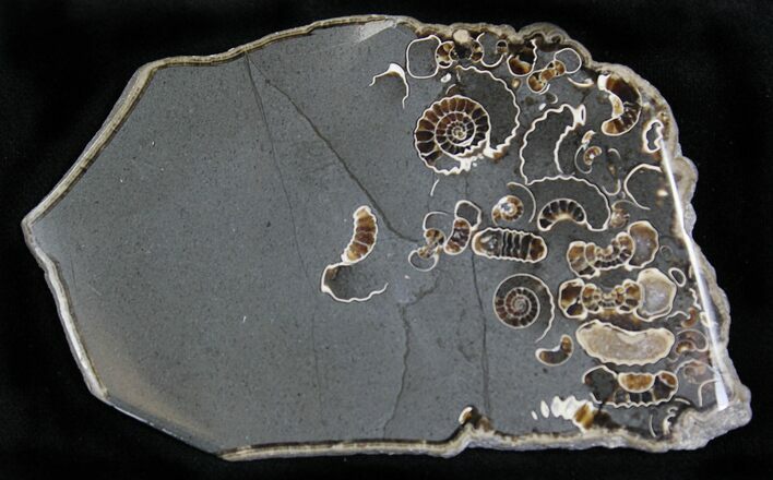 Polished Ammonite Fossils - Marston Magna Marble #22078